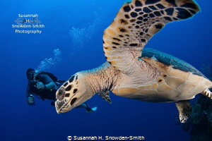 "Swoop!" - A hawksbill turtle nearly high fives the camer... by Susannah H. Snowden-Smith 